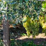 L'area pullula di uliveti e vigneti (foto di Alessia Schiavone)